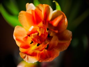 wkl 02 Offene Tulpenblute   Wilhelm Kleinoder